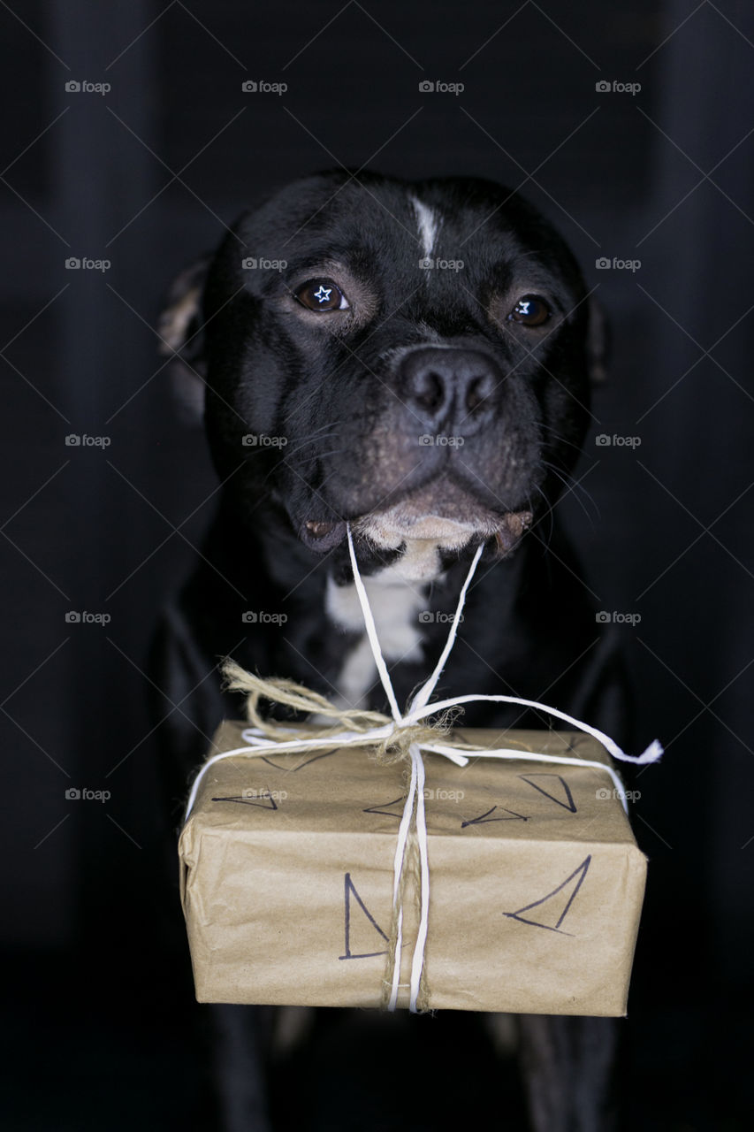 Cute dog with present box. Little gift for his friend. Cute pet at the black background 