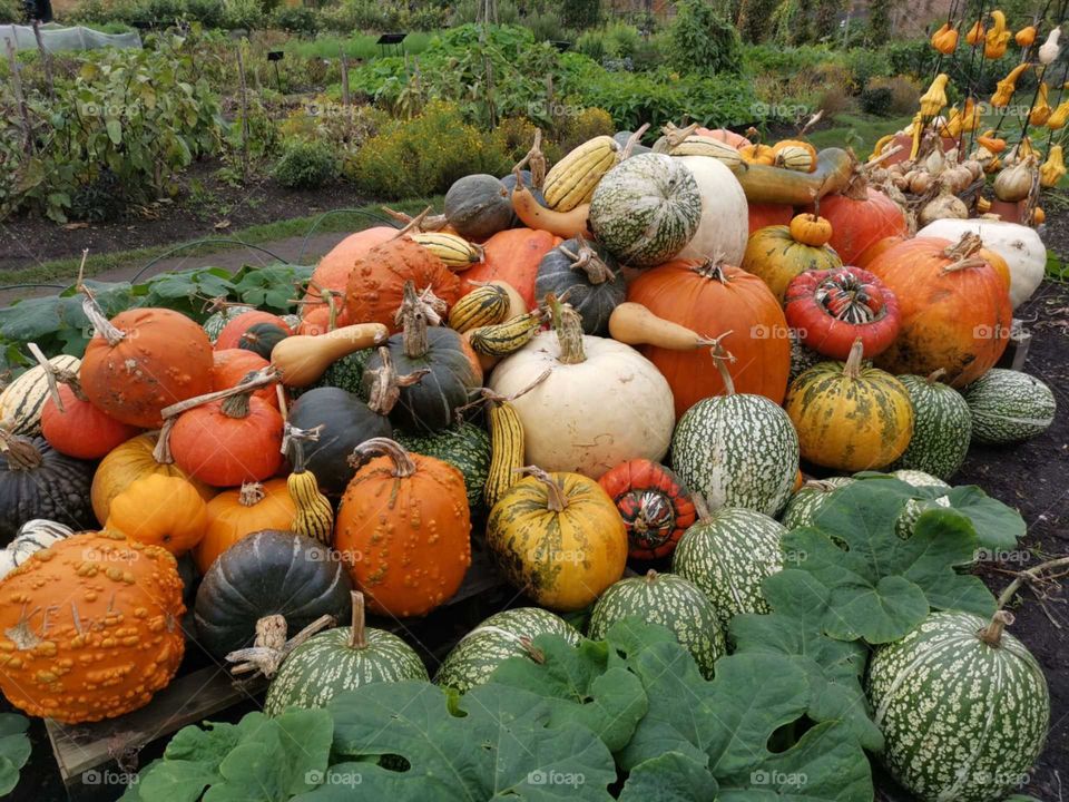 Pumpkin, food, Autumn, October,