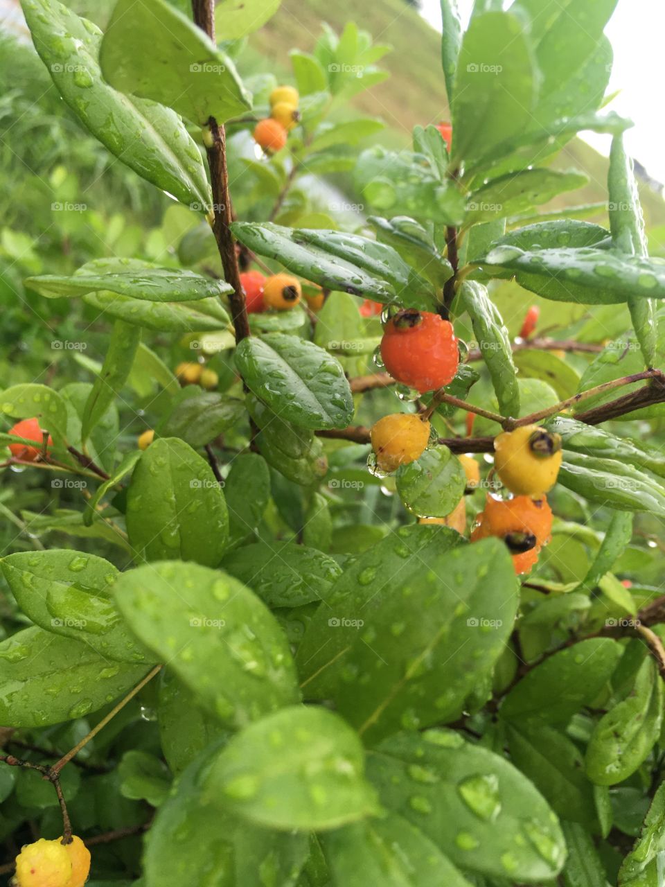 Wet leaves and berries 
