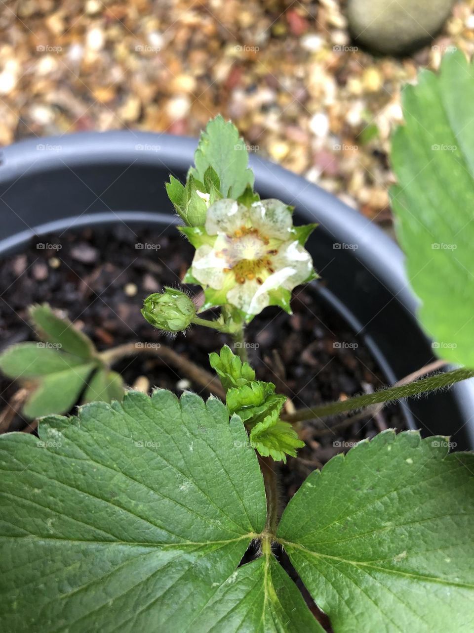 Raindrop on strawberry plant flower petals in backyard container garden 