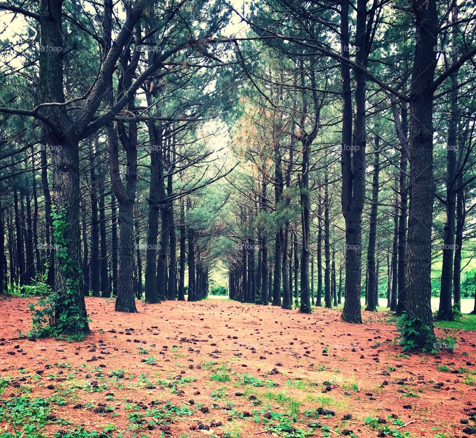Beautiful trees in perfect rows