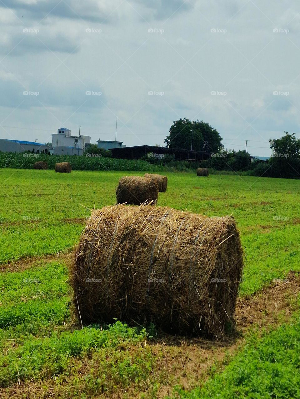 bale of hay in the field