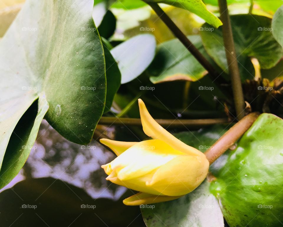 Blooming Waterlily 