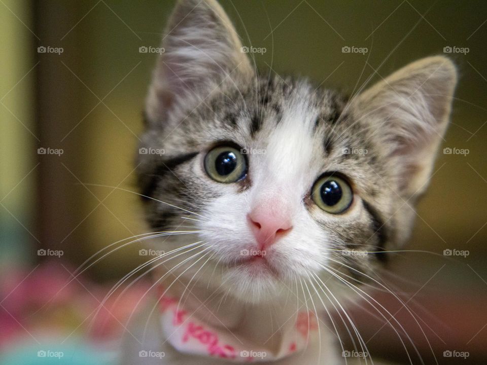 It would be difficult to express no to this face! With her enormous green eyes and pink nose, this cat will make you simply need to say 'Awwww'!