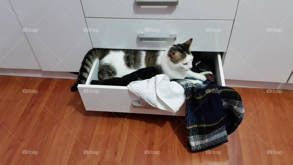 cat in drawer