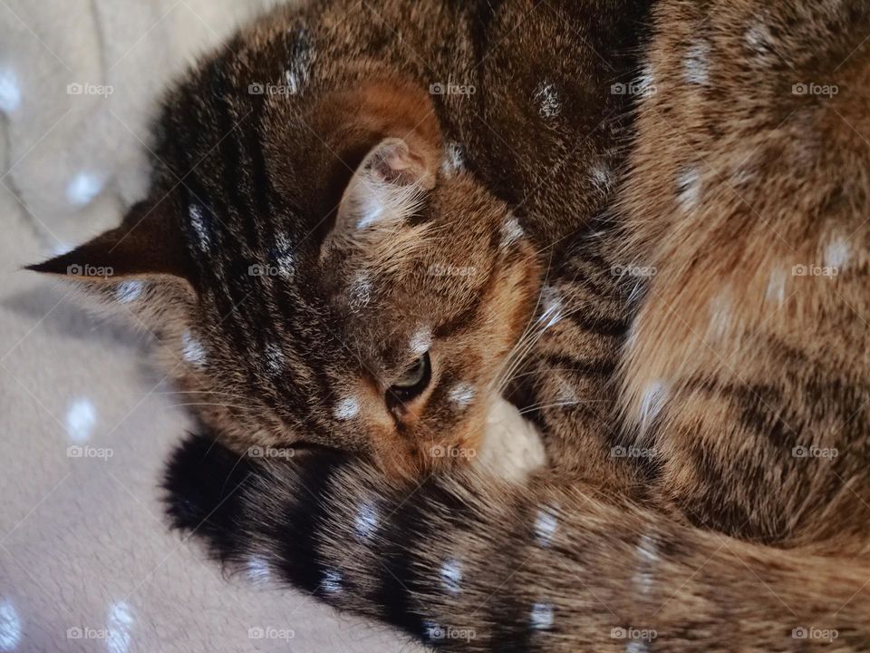 Light dots on my cat