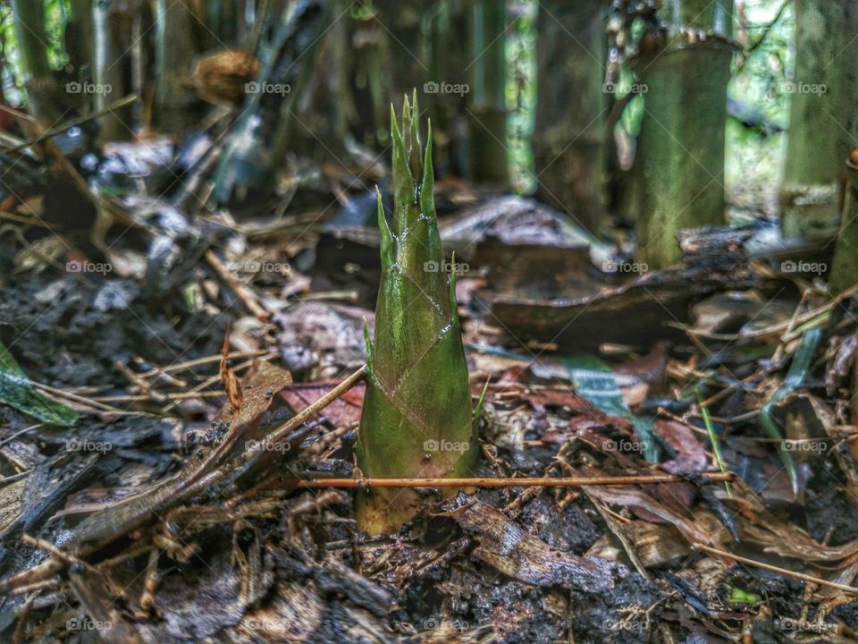 Bamboo shoots. Bamboo shoots, raw food, vegetable, nature