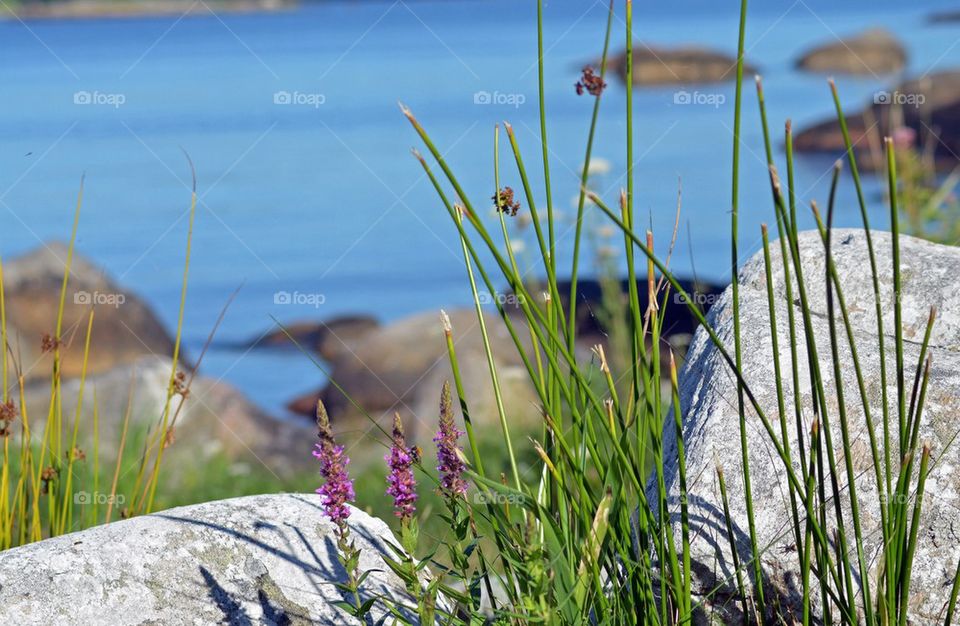 Sea Flowers