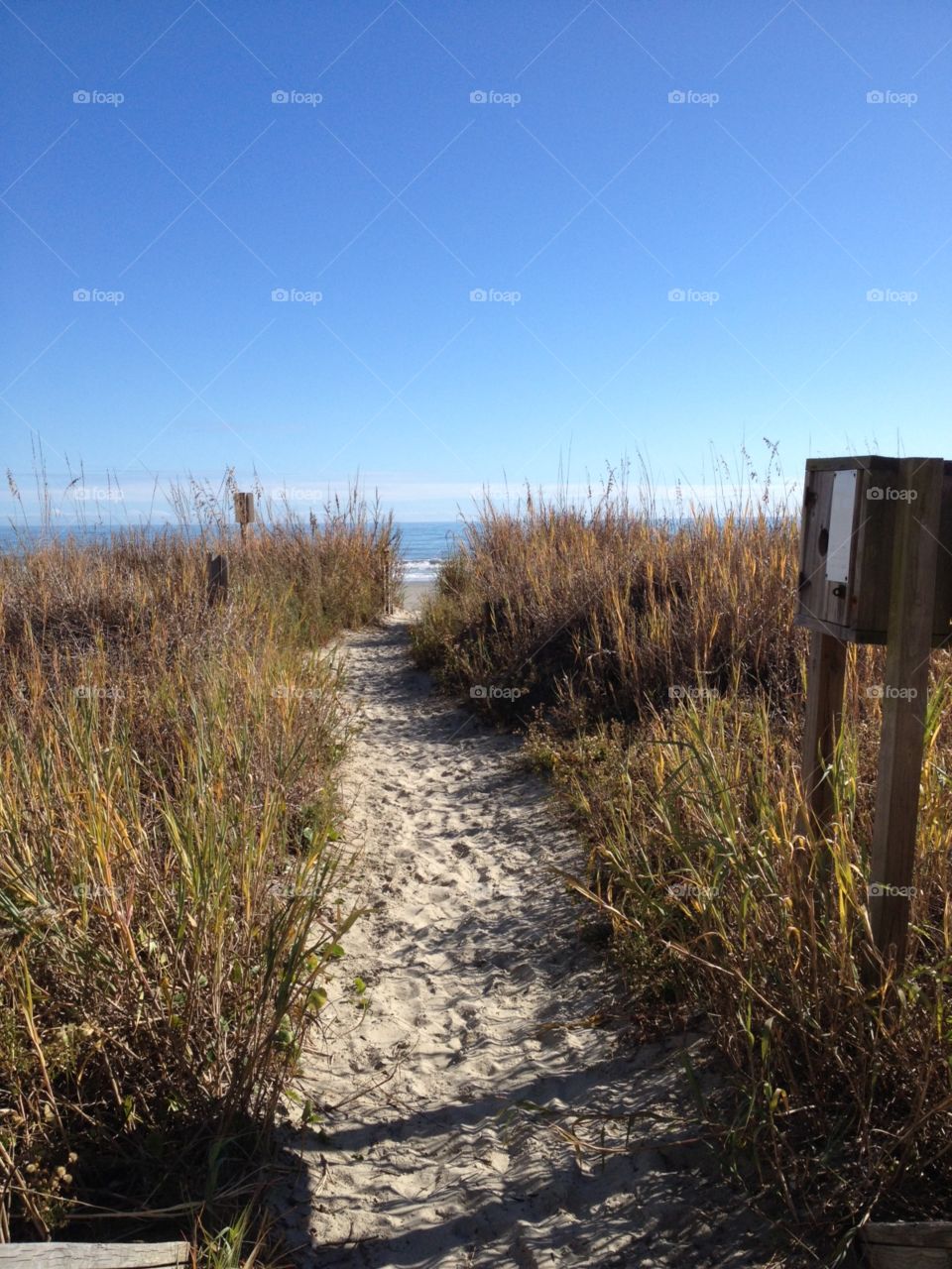 Seagrass by the beach . Seagrass by the ocean in North Myrtle Beach