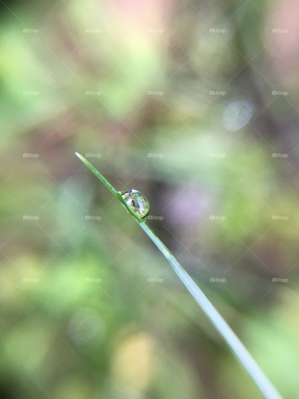 Dewdrop 