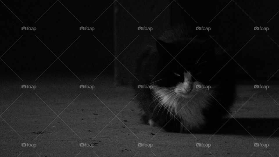 Cat in the shadow
