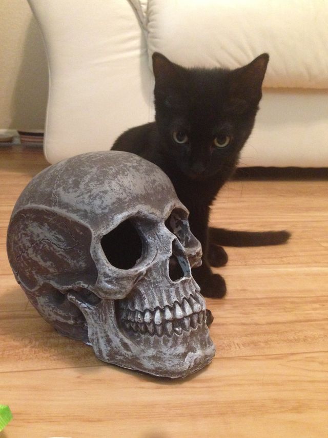 Black kitty. Black kitten I'm fostering. 