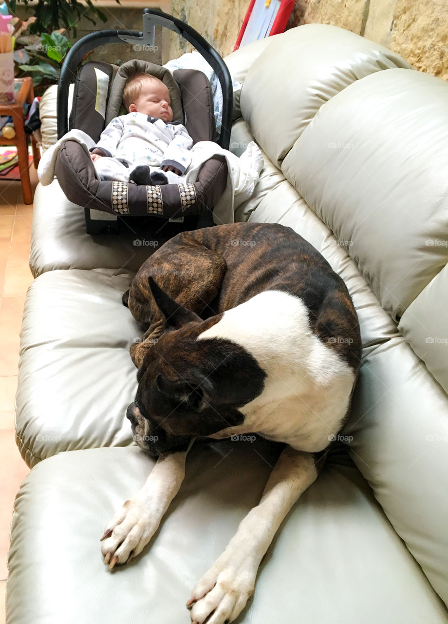 Baby boy sleeping on cradle with dog at sofa