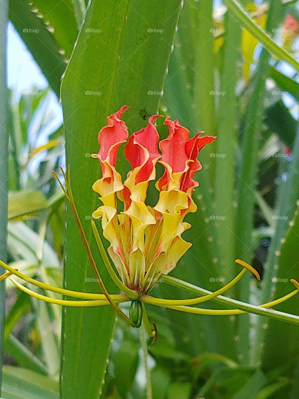 flowers captured