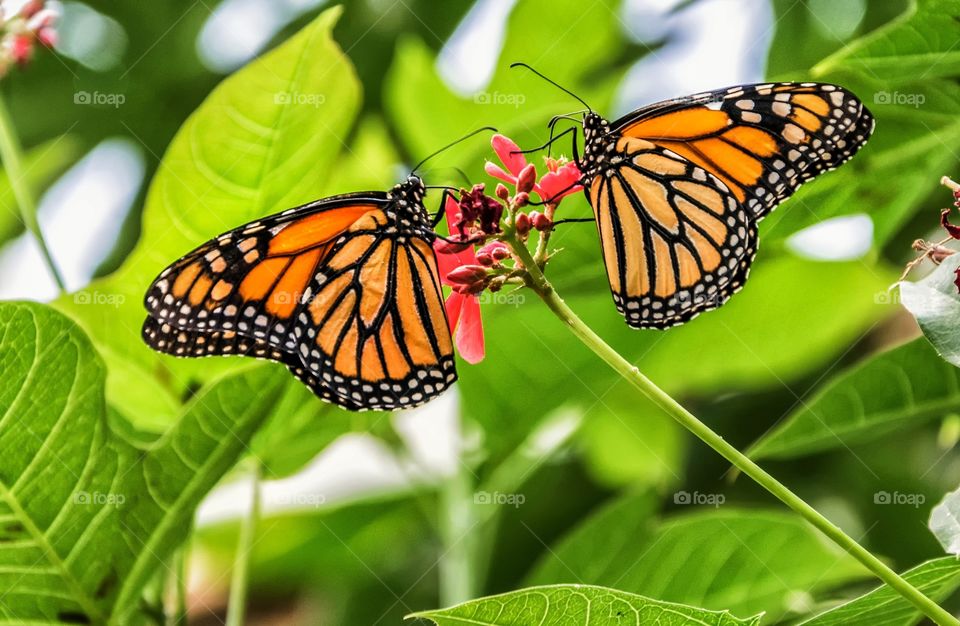 Couple of Monarch butterfly