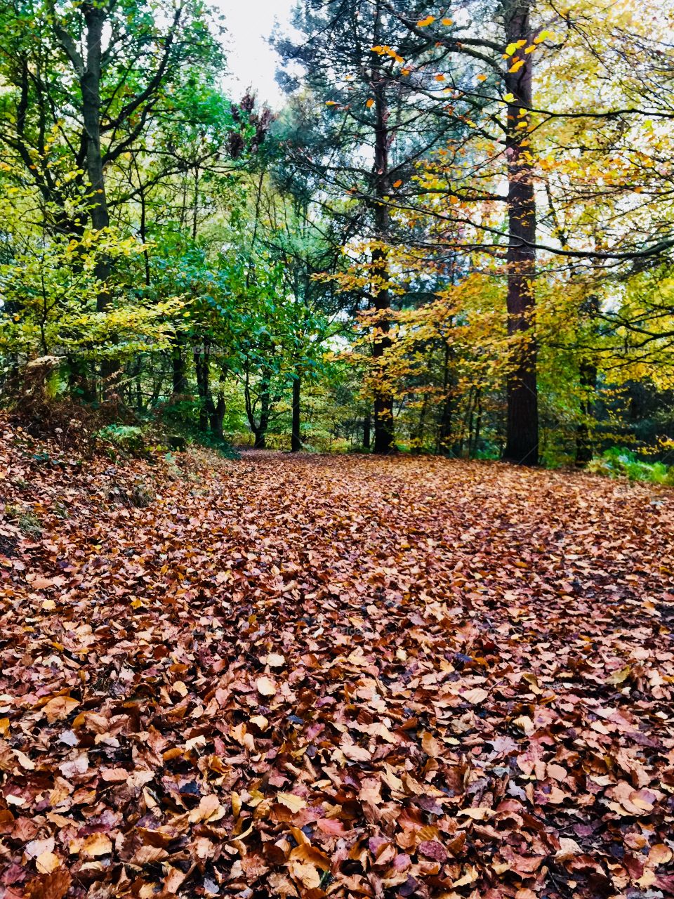 Autumnal fall : Cannock Chase 
