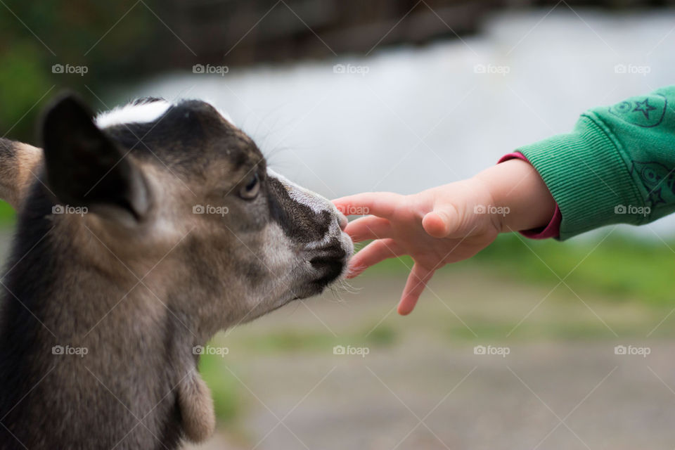 goat and a baby