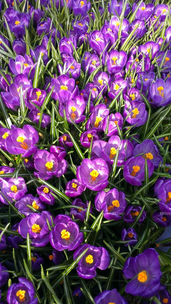 Crocus