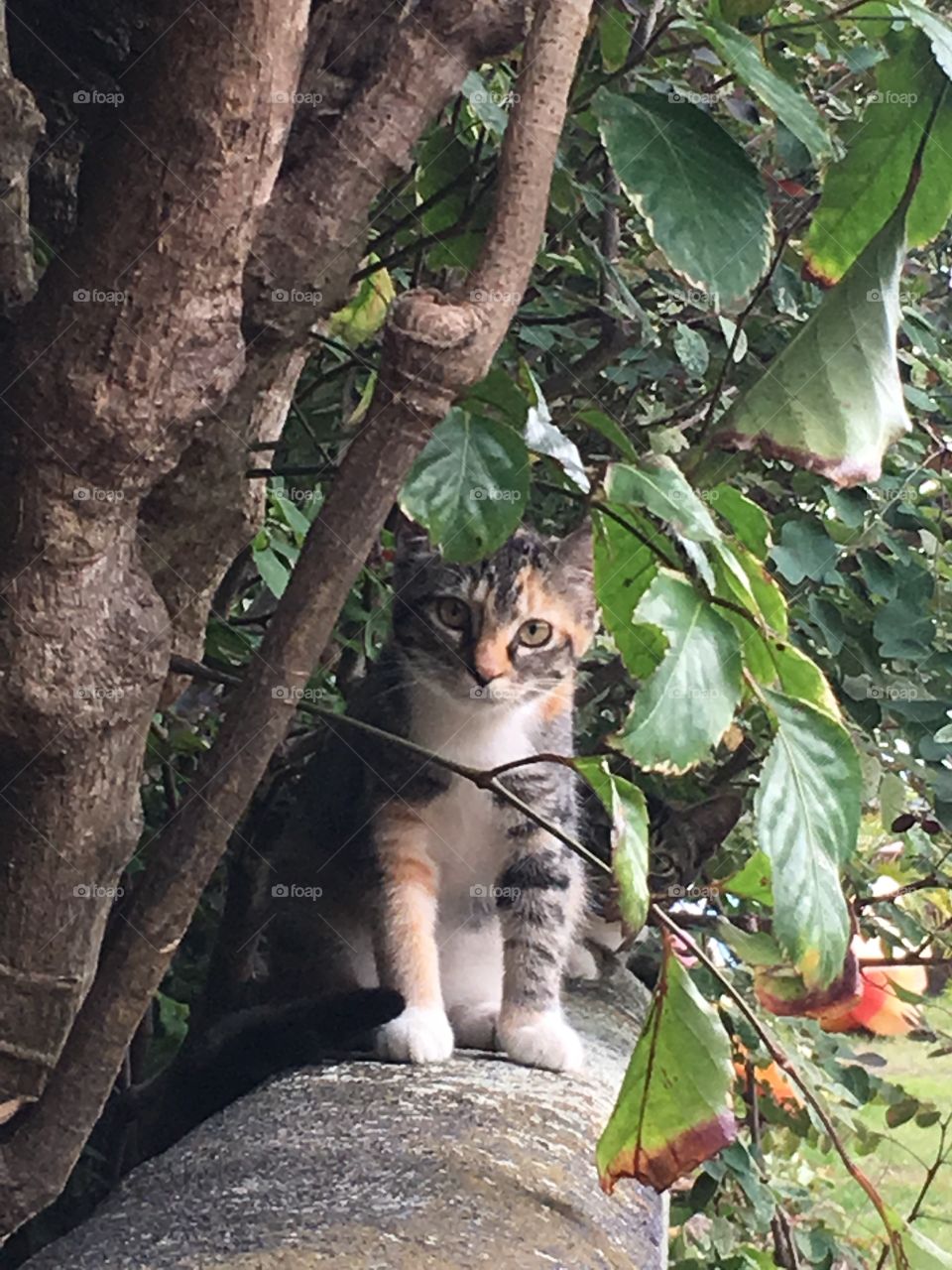 Nature, Tree, No Person, Leaf, Wood