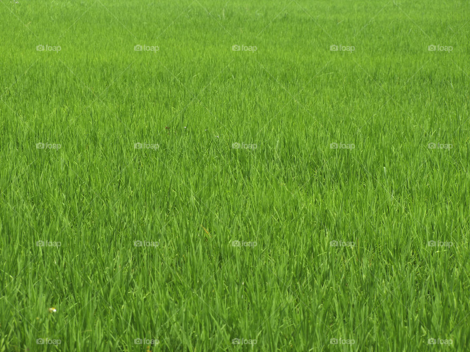 green. green, Rice, rice, background, backgrounds, green