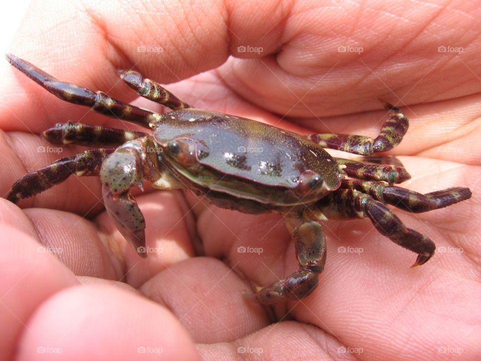 crab