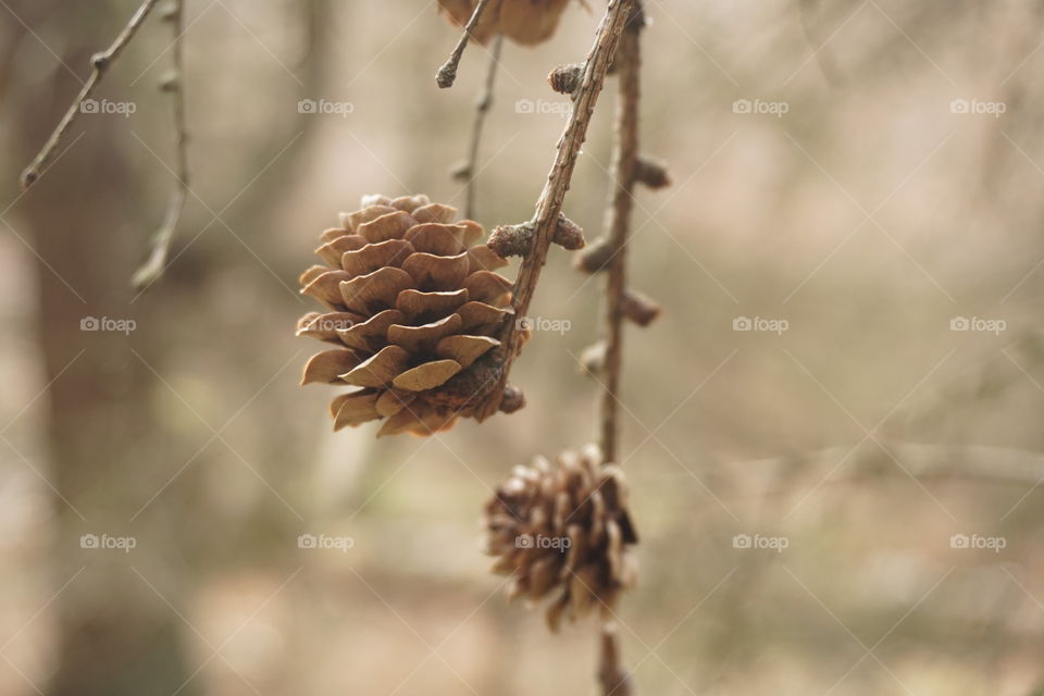 Pine Cones in the forest 