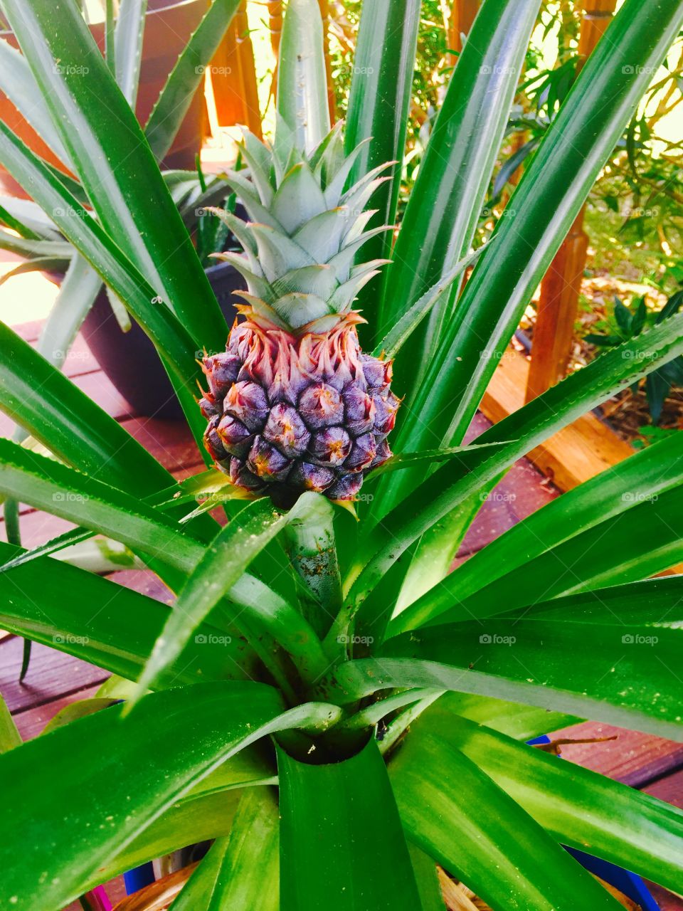 Baby pineapple 