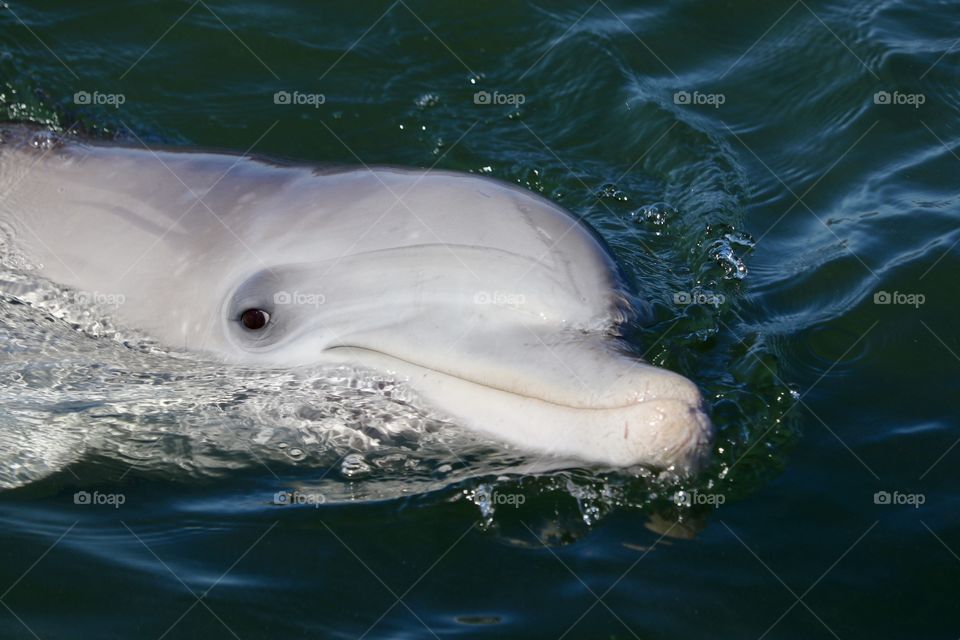 Friendly wild dolphin, South Australia closeup, head out of water, in the ocean, Spencer Gulf, Eyre Peninsula, Australian wildlife