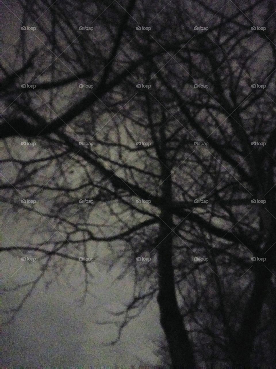 gloomy branches