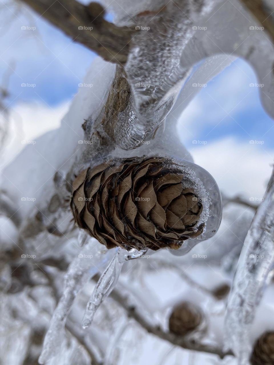 Ice storm pine cone