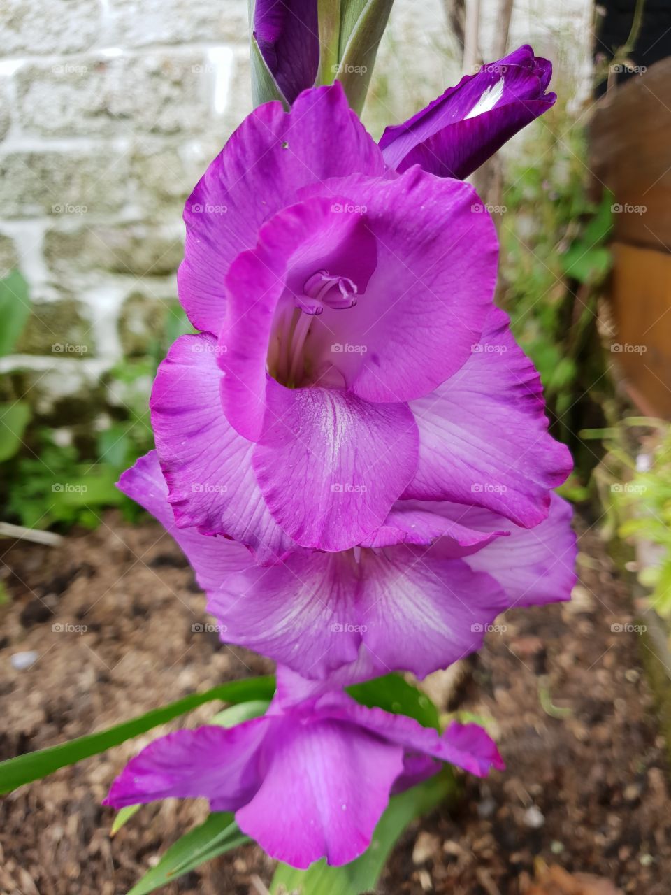 purple Gladioli
