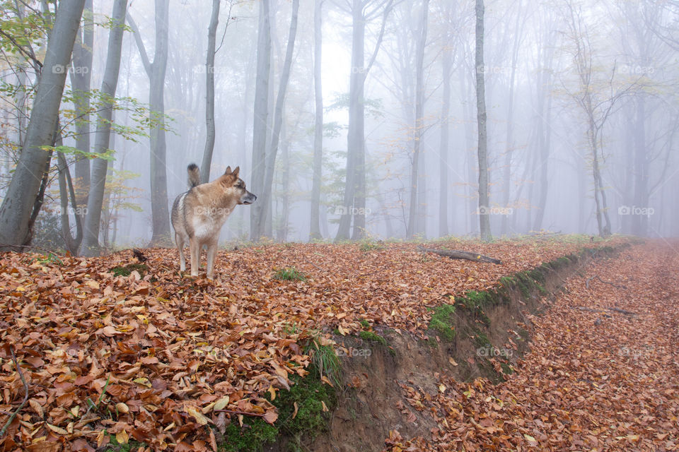 Wolfs dog in foggy autumn Forest 