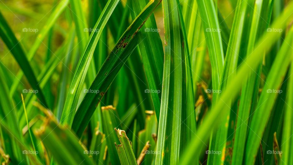 Green. Grass