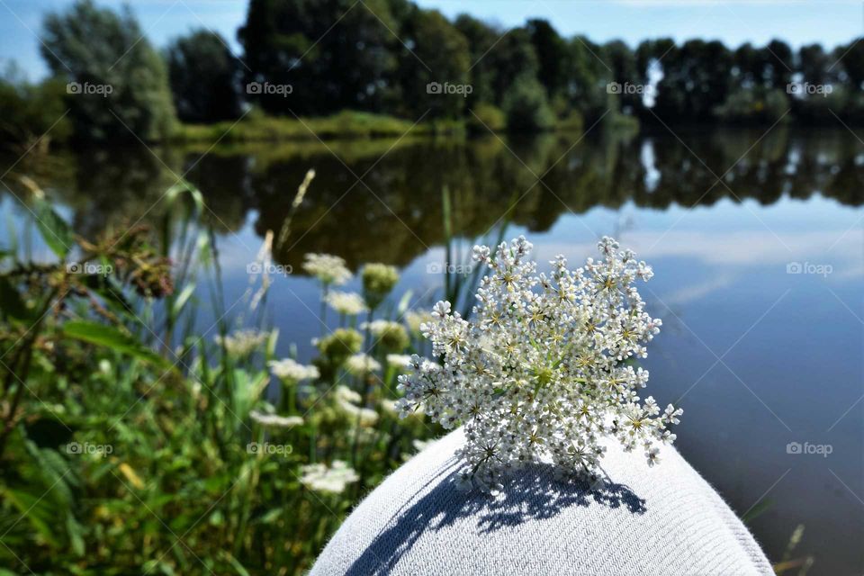 white flower in landscape with green trees reflecting in the water