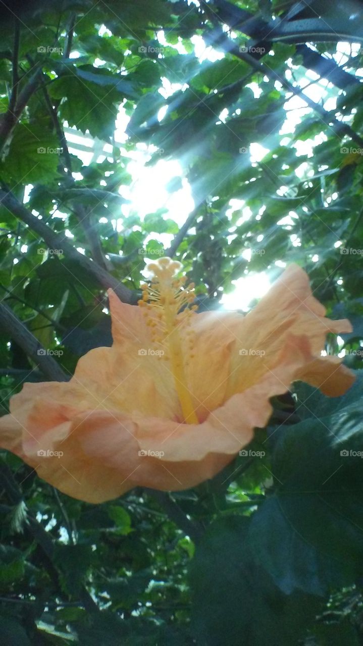 Peach Hibiscus