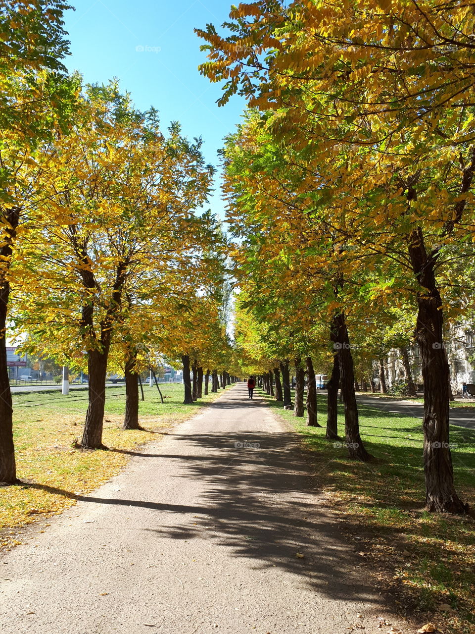 Autumn alley