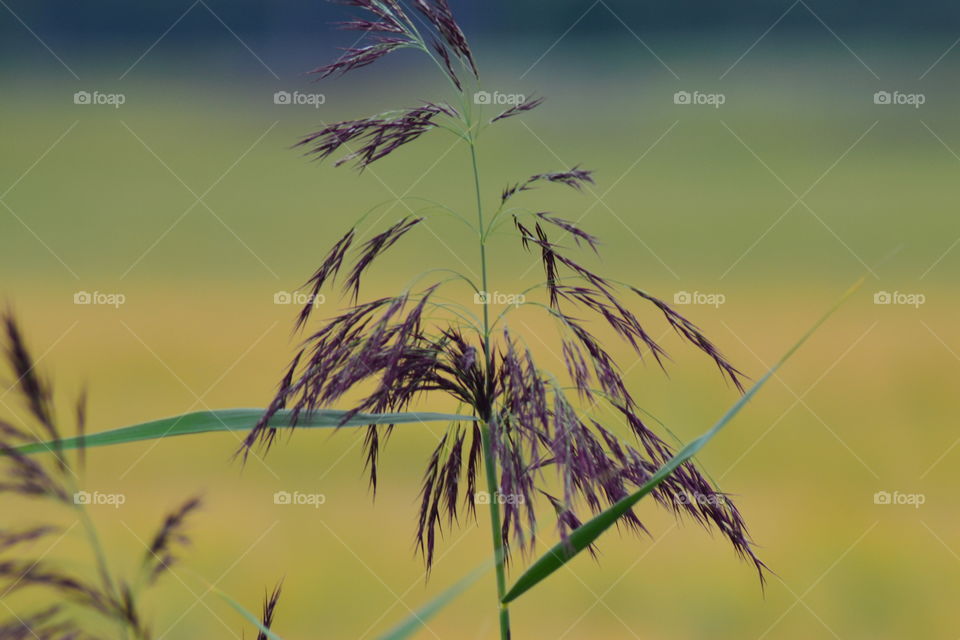 grass