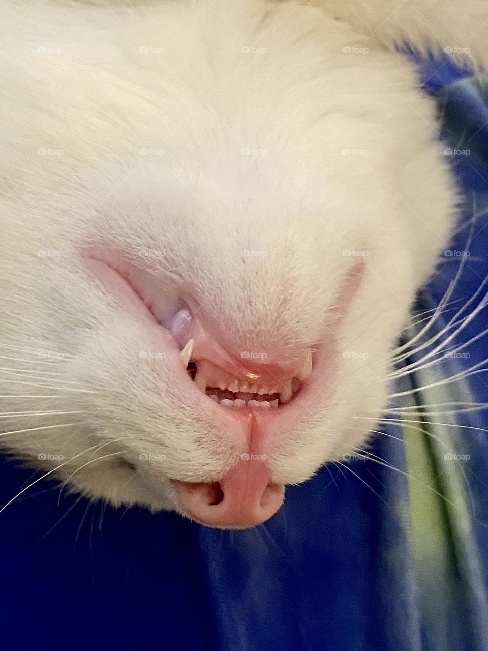 A cute kitten sleeping with its mouth open