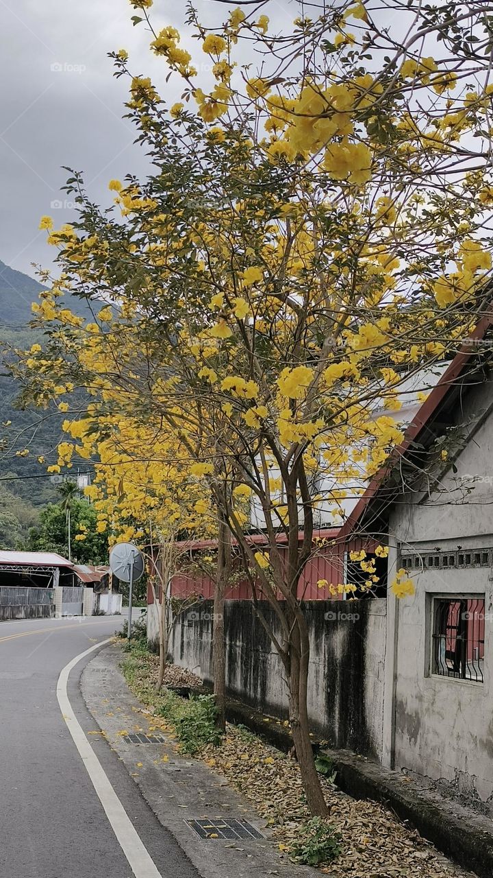 beautiful yellow flowers in the garden