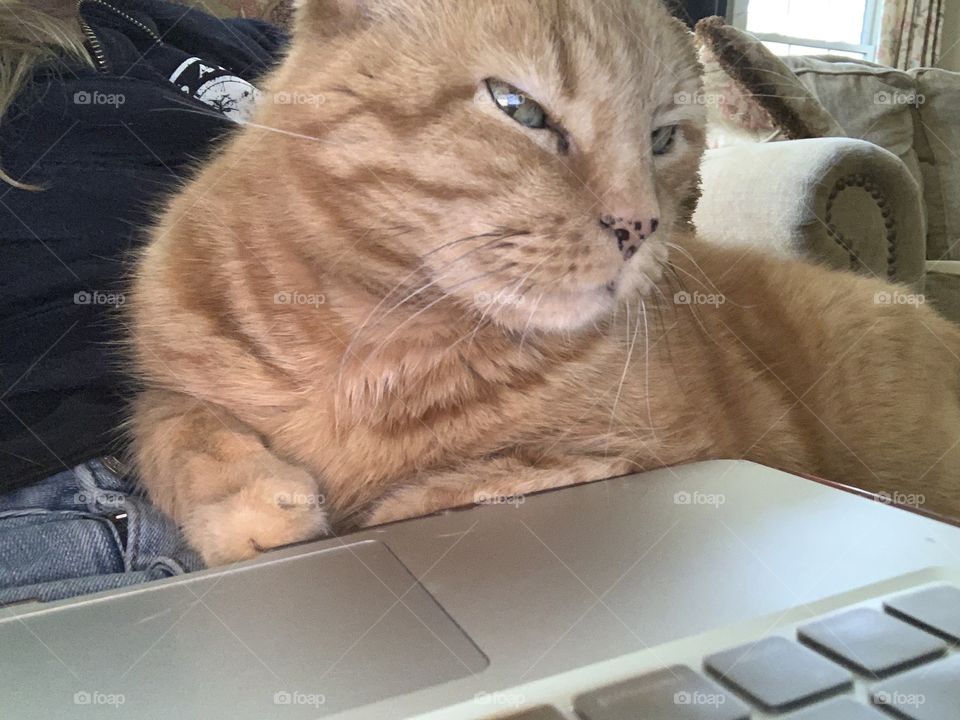 Cat, Pet, Kitten, Laptop, Mammal