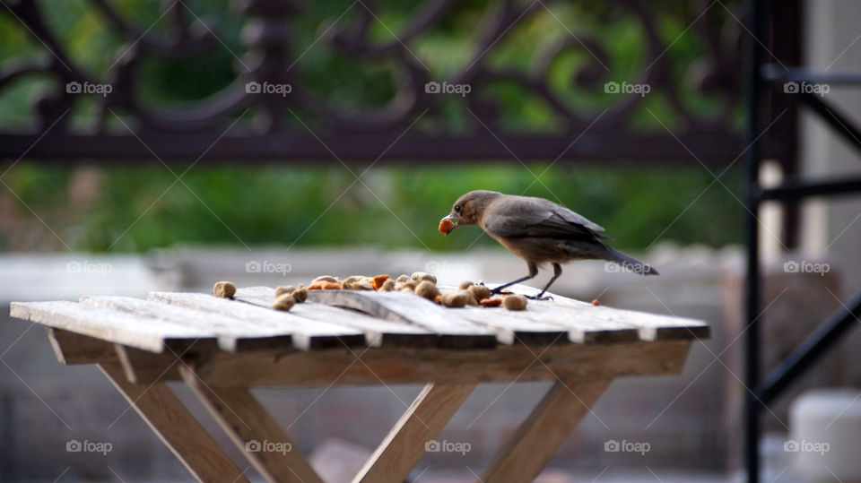 Tiny bird enjoying his early treats of the day.