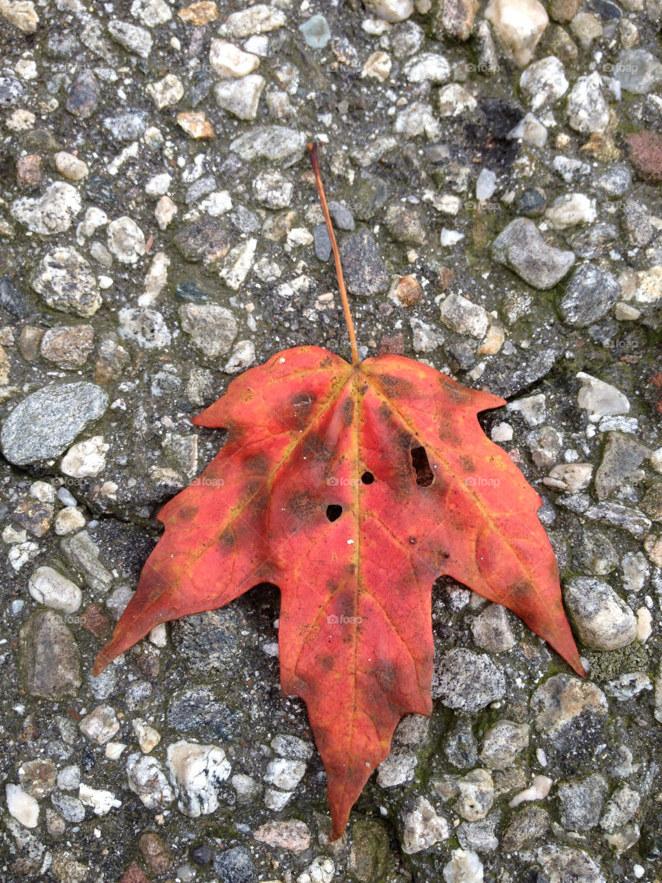 leaf fall autumn mission4 by photobydanielle