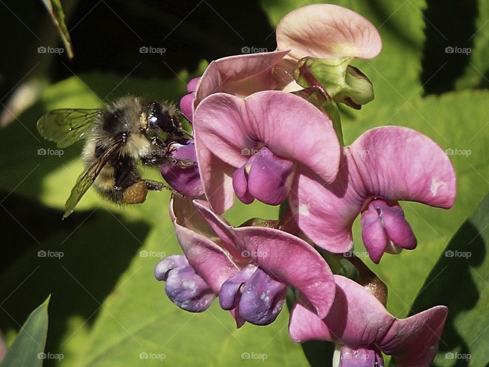 Bee Focused