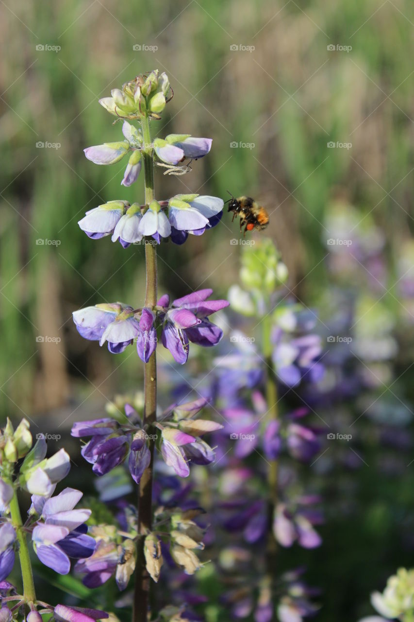 Pollination. Bee and flower
