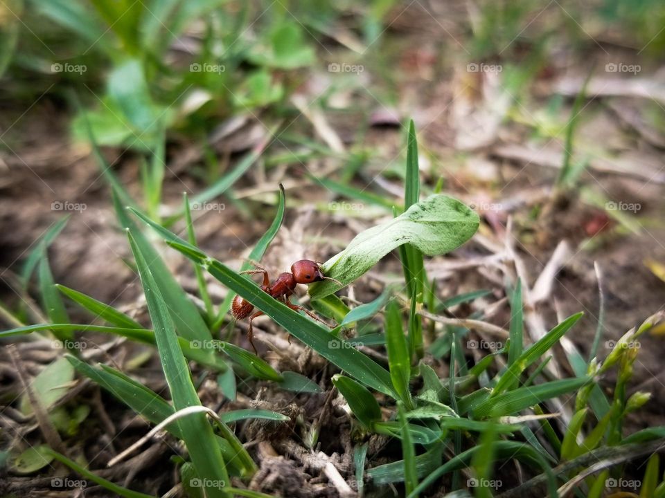 Red Ant Carrying a Leaf in the Grass