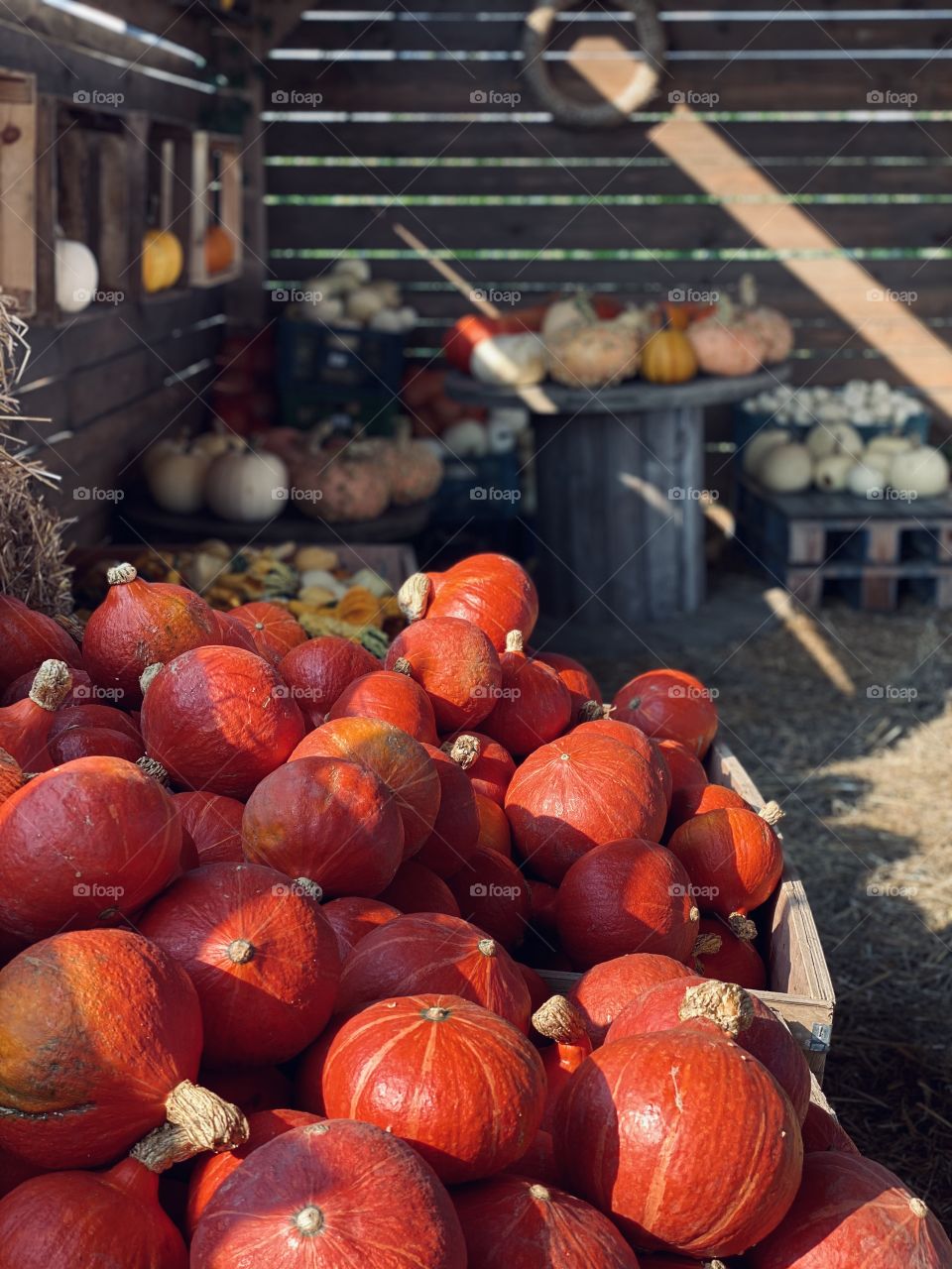 Pumpkin farm