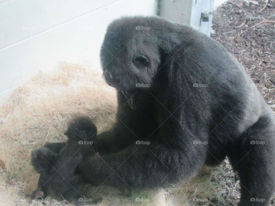 Momma and Baby Gorilla