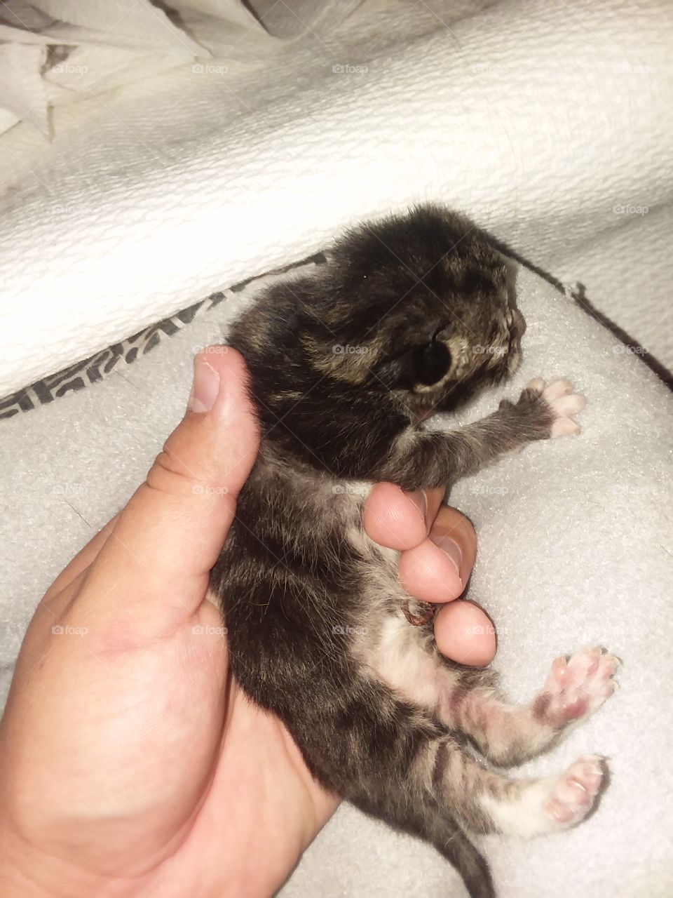 Baby Kitten just born