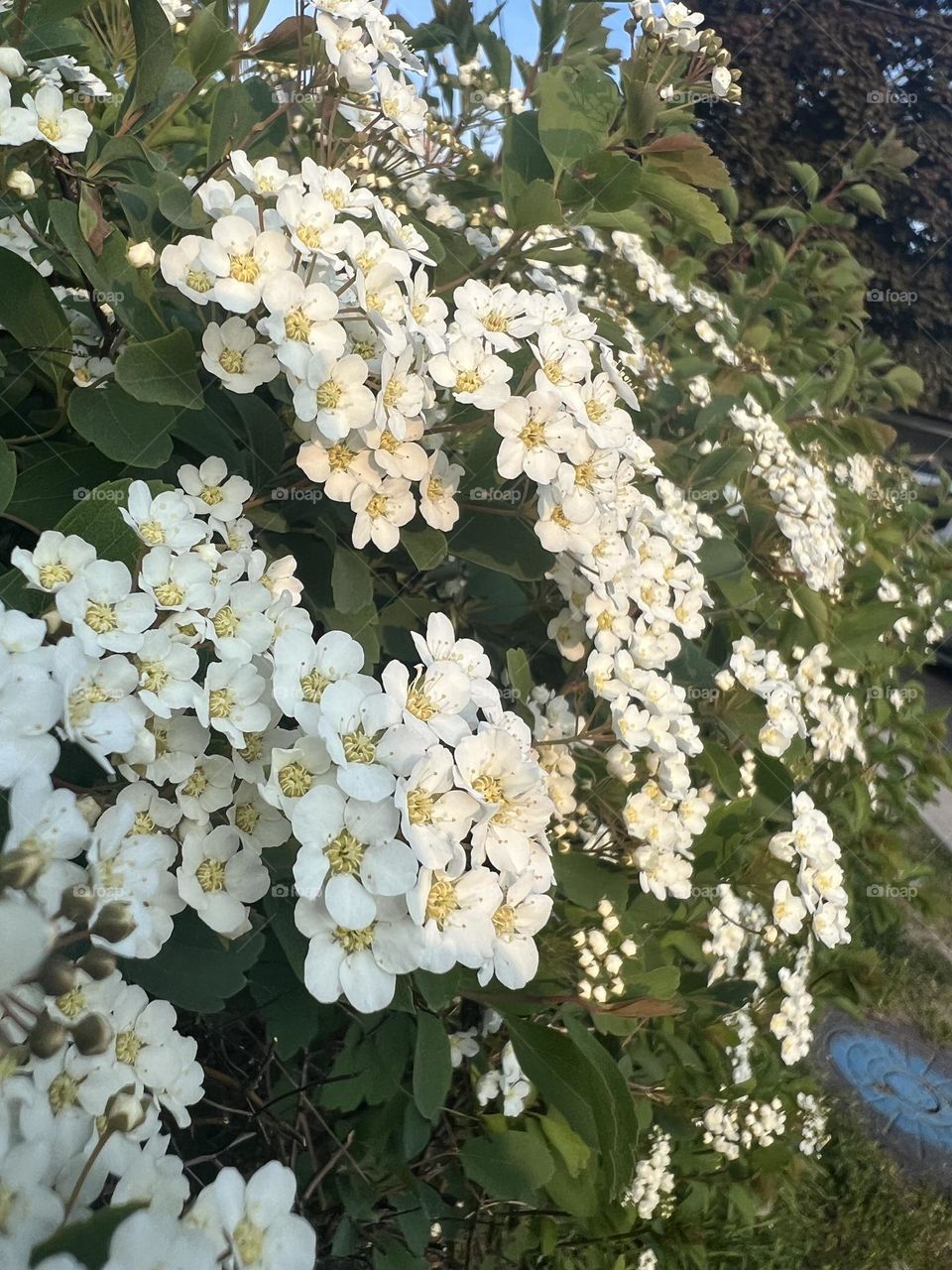 Plants with white flowers 