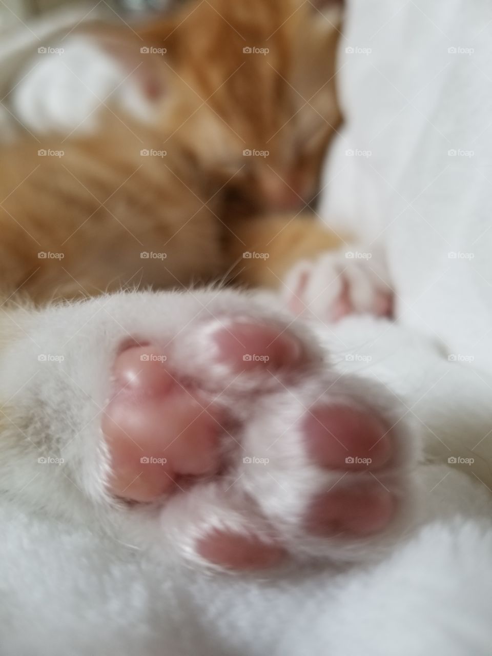Itty Bitty Ginger Kitty Paw!